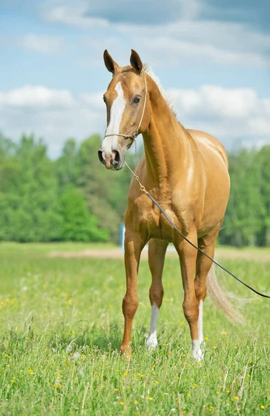 Mooie Gouden Romige Raszuivere Akhalteke Merrie Poseren Het Veld Rusland — Stockfoto