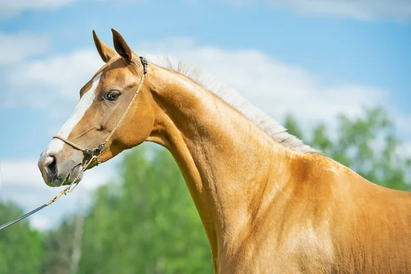 Porträtt Vackra Renrasiga Akhalteke Mare — Stockfoto