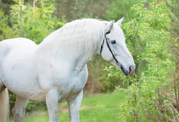 Portret Van Witte Percheron Draft Horse Het Bos — Stockfoto