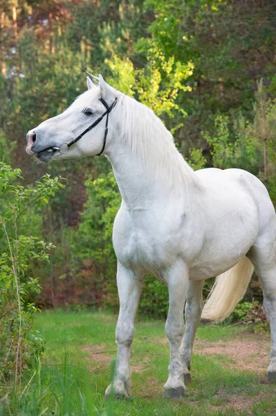 Retrato Blanco Percheron Borrador Caballo Bosque —  Fotos de Stock