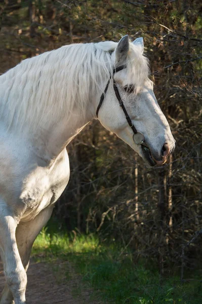 Portrait White Percheron Draft Horse Posing Forest — Stock Photo, Image