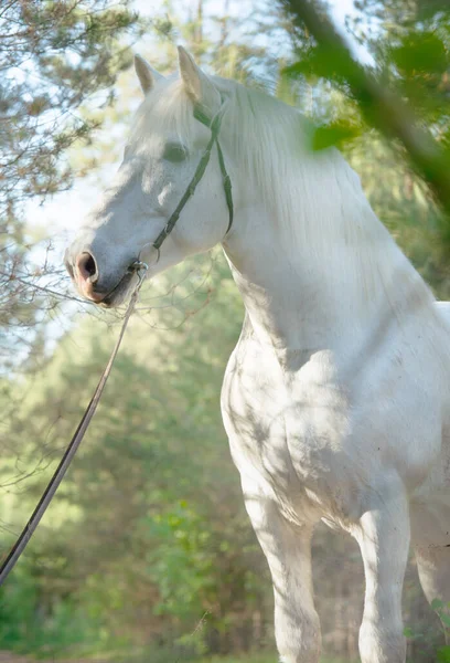 Porträt Des Weißen Percheron Zugpferdes Posiert Wald — Stockfoto