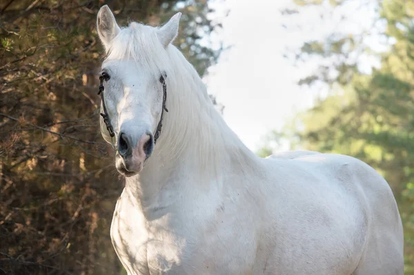 Portret Van Witte Percheron Draft Horse Poseren Het Bos — Stockfoto