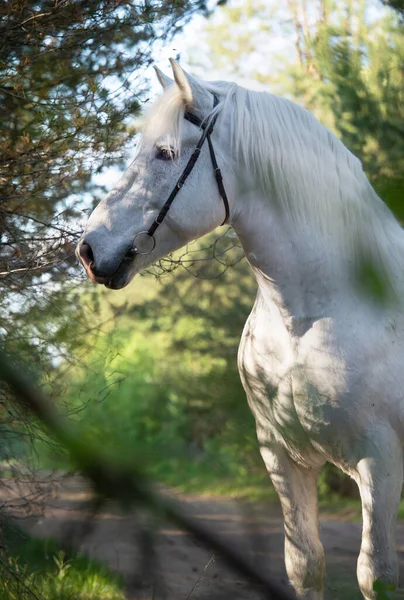 Retrato Blanco Percheron Draft Caballo Posando Bosque —  Fotos de Stock