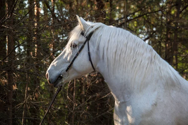 Ormanda Poz Veren Beyaz Percheron Askerlik Atı Portresi — Stok fotoğraf