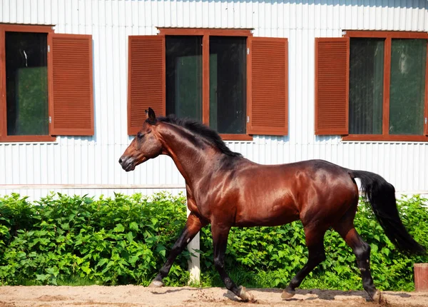 Caballo Bahía Deportivo Corriendo Gestión Abierta Día Soleado —  Fotos de Stock