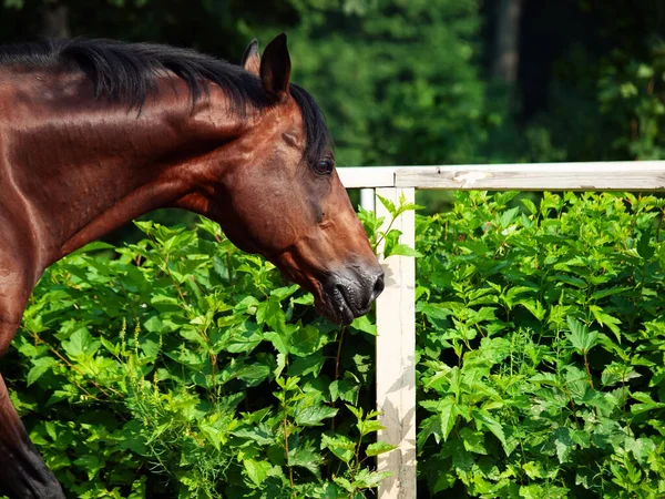 オープン管理で実行されているスポーツ湾の馬の肖像画 晴れた日 — ストック写真