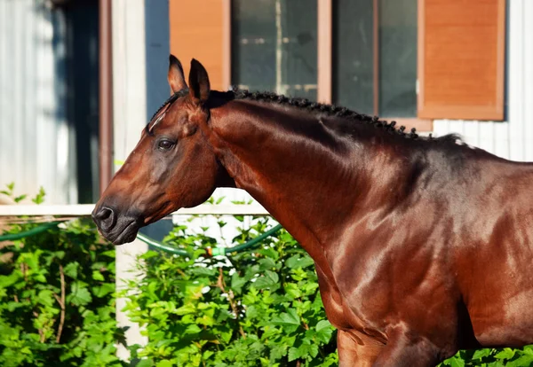 Ritratto Cavallo Sportivo Baia Esecuzione Aperto Gestire Giornata Sole — Foto Stock