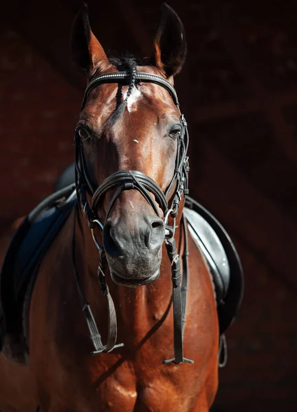 Portrait Beautiful Trakehner Stallion Stable Background Sunny Morning — Stock Photo, Image