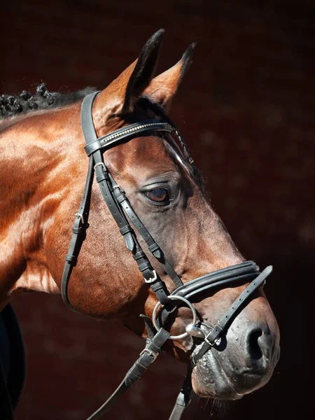 Retrato Hermoso Semental Trakehner Sobre Fondo Estable Mañana Soleada — Foto de Stock