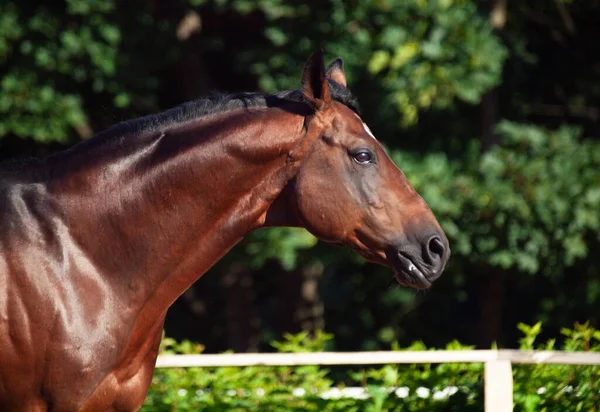 Porträt Des Trakehner Zuchthengstes Bewegung Bei Freilandhaltung — Stockfoto