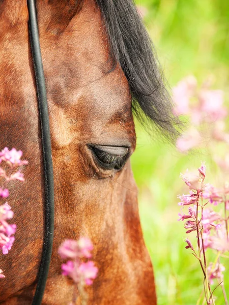 Beautiful Eye Bay Horse Taken Blossom Field Closeup Cloudy Day —  Fotos de Stock