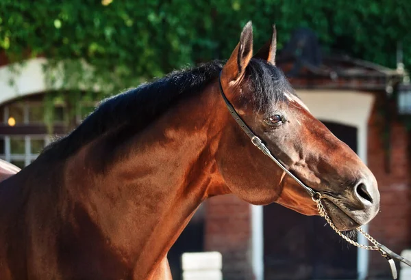 Portrét Úžasného Hřebečka Plemene Trakehner Pózujícího Proti Stabilní Budově Slunečný — Stock fotografie