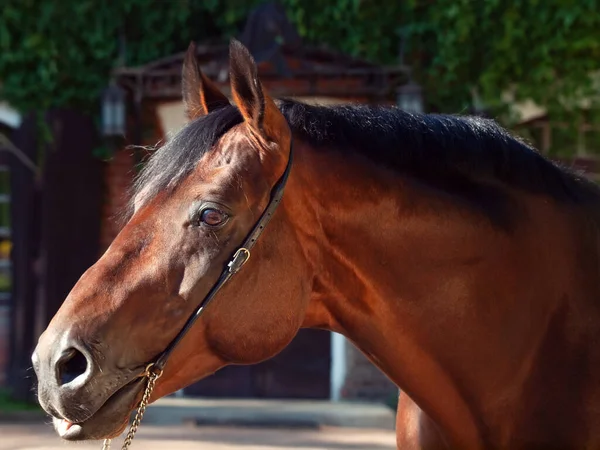 Retrato Incrível Baía Trakehner Raça Garanhão Posando Contra Edifício Estável — Fotografia de Stock