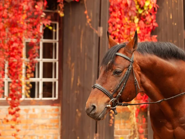 Porträt Eines Wunderschönen Braunen Trakehner Hengstes Der Vor Einem Stallgebäude — Stockfoto