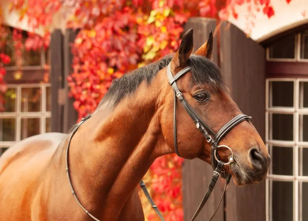 Portrét Krásného Zálivu Trakehner Plemeno Hřebec Pózuje Proti Stabilní Budově — Stock fotografie