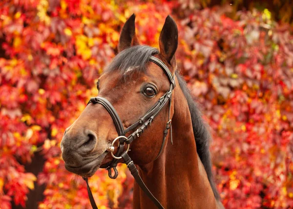 Portrait Beautiful Bay Trakehner Breed Stallion Posing Stable Building Red — Stock Photo, Image
