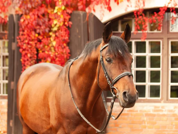 美しい湾の肖像 Trakehnerは赤い葉の茂みと安定した建物に対してポーズの種牡馬 秋の時間 — ストック写真