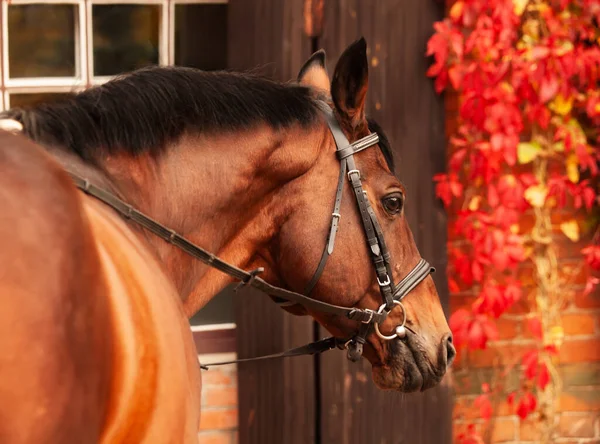 Portrét Krásného Zálivu Trakehner Plemeno Hřebec Pózuje Proti Stabilní Budově — Stock fotografie