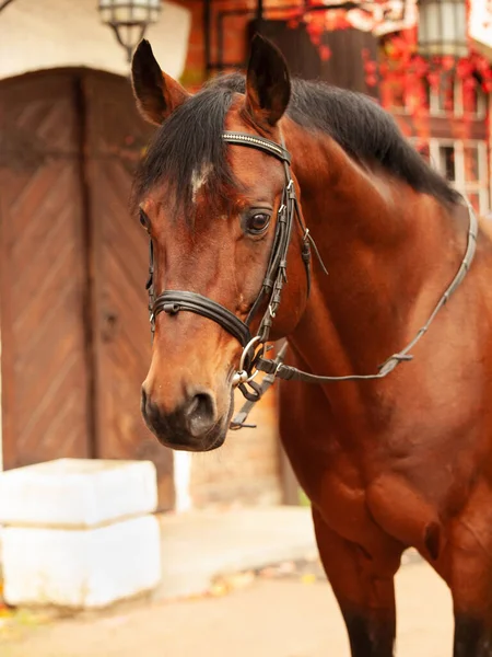 Portré Gyönyörű Öböl Trakehner Fajta Csődör Pózol Ellen Stabil Épület — Stock Fotó