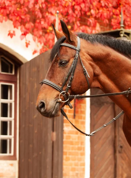 Retrato Bela Baía Trakehner Raça Garanhão Posando Contra Edifício Estável — Fotografia de Stock