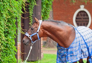  Mavi battaniye ve yular içinde güzel bir at portresi. 