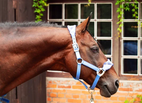 Portret Van Prachtig Sportief Paard Gekleed Blauwe Halster — Stockfoto