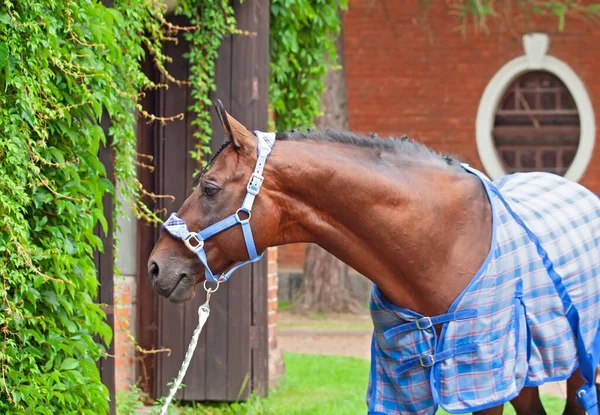 Retrato Hermoso Caballo Deportivo Vestido Con Manta Azul Halter —  Fotos de Stock