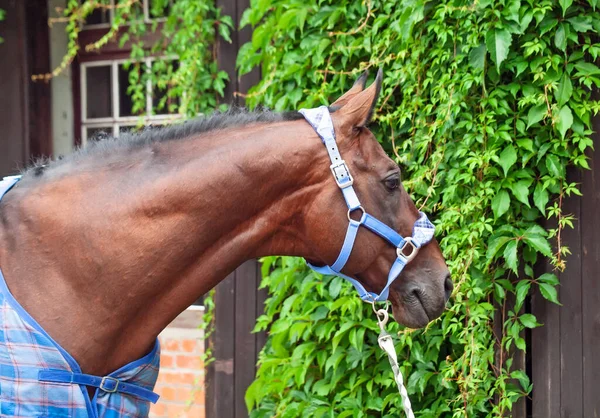 青い毛布とホルターに身を包んだ美しいスポーツ馬の肖像画 — ストック写真