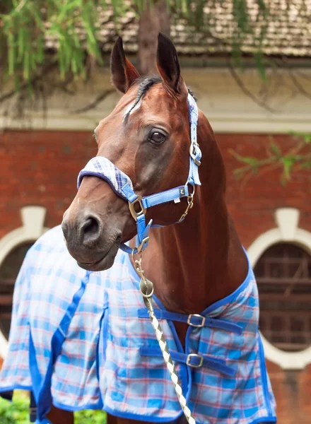 青い毛布とホルターに身を包んだ美しいスポーツ馬の肖像画 — ストック写真