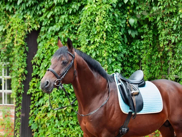 Bonito Cavalo Curativo Alemão Posando Contra Parede Verdes — Fotografia de Stock