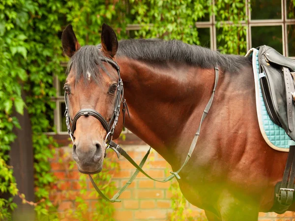 Portrait Beautiful German Dressage Horse Posing Greens Wall — Stock Photo, Image