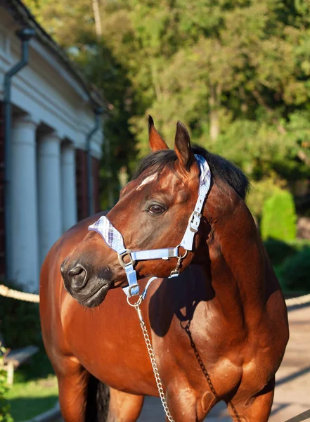 Portret Van Prachtige Ras Trakehner Hengst Poseren Tegen Stabiele Gebouw — Stockfoto