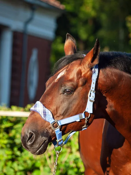 Porträtt Underbar Ras Trakehner Hingst Poserar Mot Stabil Byggnad — Stockfoto