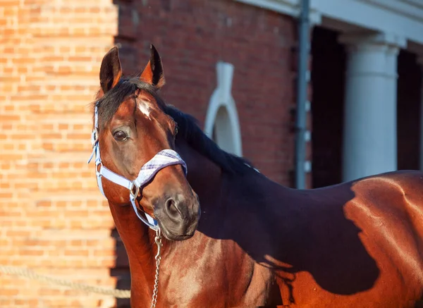 素晴らしい品種の肖像 Trakehner Stalllion Posing反対安定した建物 — ストック写真