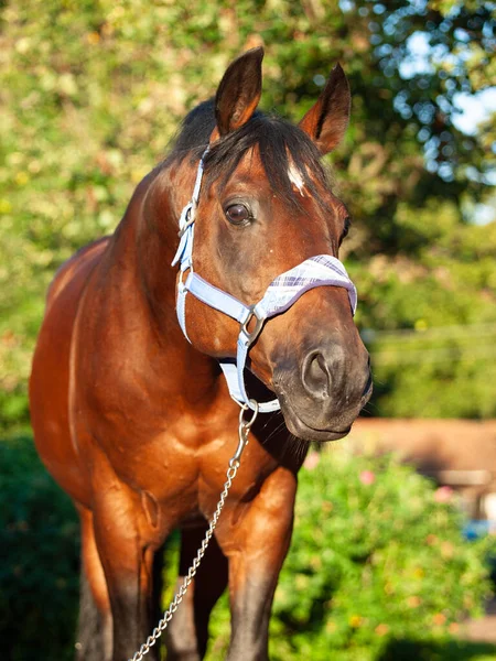 Retrato Bela Baía Trakehner Raça Garanhão Vestido Com Halter Azul — Fotografia de Stock