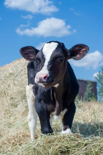 Schattig Klein Kalfje Staand Hooi Kwekerij Een Boerderij — Stockfoto