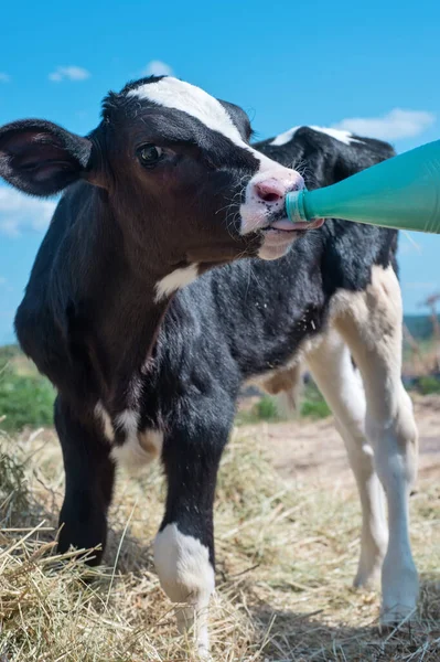 Милый Теленок Бутылкой Молока Стоящей Сене Питомник Ферме — стоковое фото