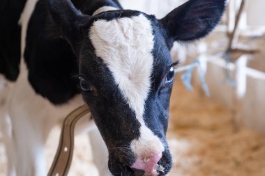 Küçük şirin bir buzağının ahır içinde yaptığı portre. Çiftlikteki çocuk odası. Kapat.