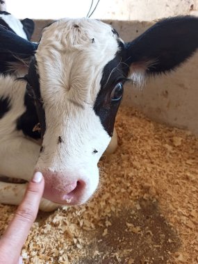 İnek ahırında yatan şirin bir buzağı portresi. Çiftlikteki çocuk odası. Kapat.