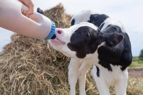 Portrait Cute Little Holshtain Calf Eating Hay Nursery Farm Rural — Stock Photo, Image