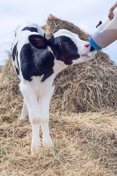 Cute Little Calf Eating Hay Nursery Farm Rural Life — Stock Photo, Image