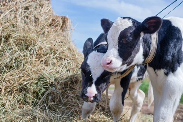 站在干草旁边的可爱小牛犊的肖像 农场里的托儿所 图库图片