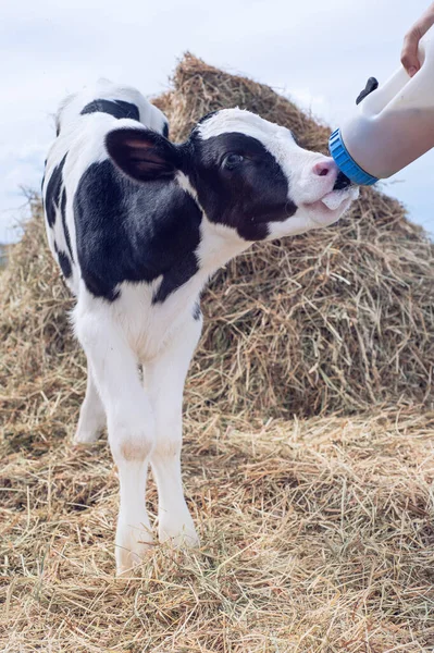 干草の近くで食べる可愛い子牛 農場の保育園だ 田舎の生活 ストック写真
