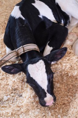 İnek ahırında yatan şirin bir buzağı portresi. Çiftlikteki çocuk odası. en üstteki görünüm
