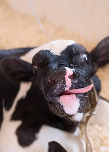 可爱小牛犊的肖像躺在牛棚里 农场的托儿所 关门了 — 图库照片