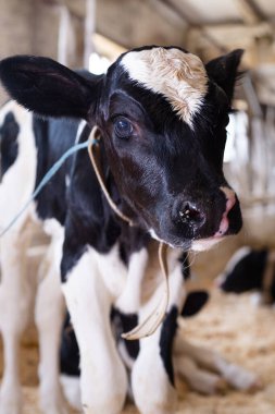 İnek ahırında poz veren şirin bir buzağı portresi. Çiftlikteki çocuk odası. Kapat.