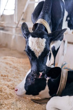 Küçük şirin baldırların portresi ahır içinde iletişim kuruyor. Çiftlikteki çocuk odası. Kapat.