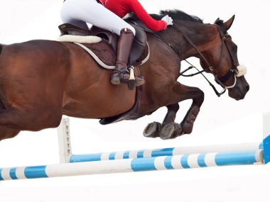 üzerinde beyaz izole horse jumping