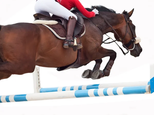 Springen geïsoleerd op wit paard — Stockfoto